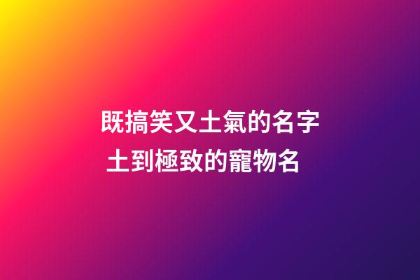 既搞笑又土氣的名字 土到極致的寵物名